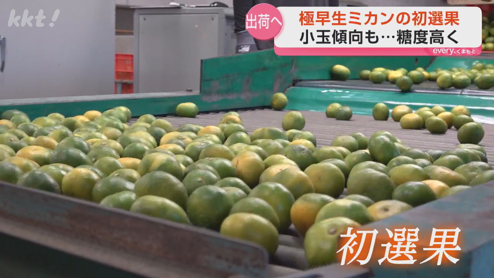 極早生ミカンの初選果 過去4年の平均より糖度が2度ほど高い 苓北町