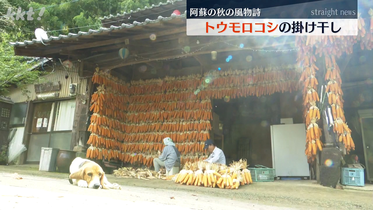 阿蘇の秋の風物詩トウモロコシの掛け干し 今では珍しい風景に（2025年9