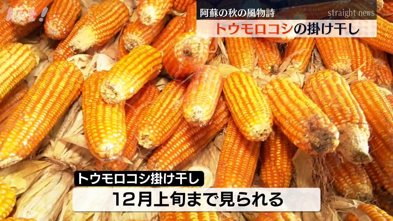 真作/長野草風/トウモロコシにトンボ/蜀黍/夏秋/掛軸/名家伝来/AK-449 真作/長野草風/トウモロコシに蜻蛉/トンボ/蜀黍/夏秋/掛軸☆宝船☆AK-