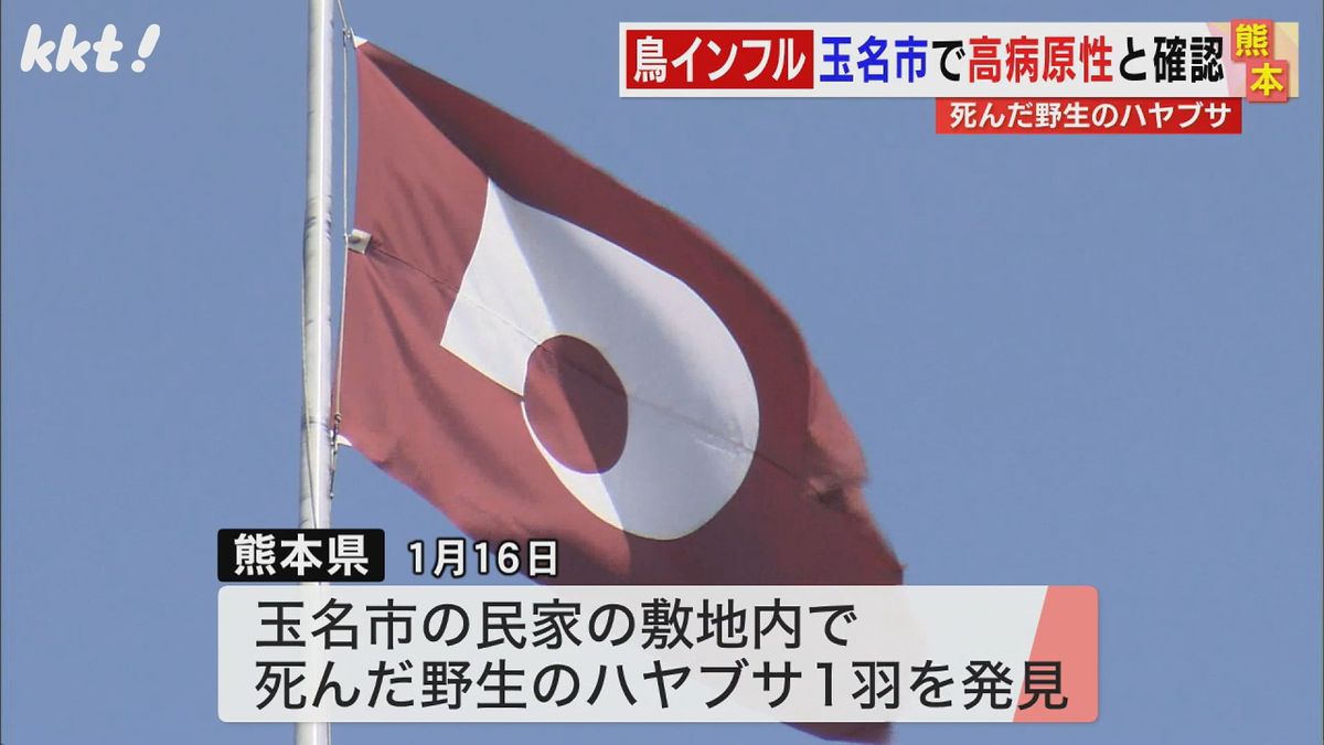 玉名市のハヤブサから高病原性鳥インフルウイルス検出 県は消毒の徹底など呼びかけ