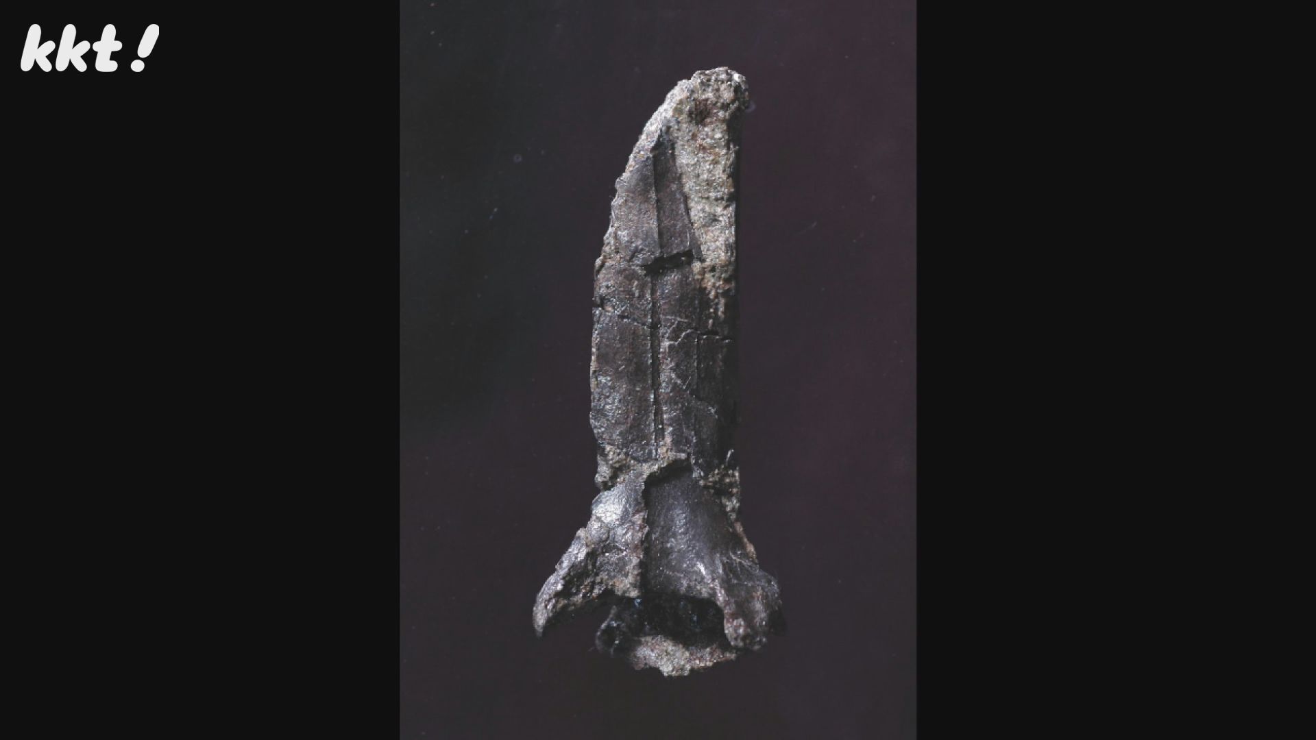 御船町で発見の化石「新種の翼竜」と判明 日本での発掘は初（2025年5月