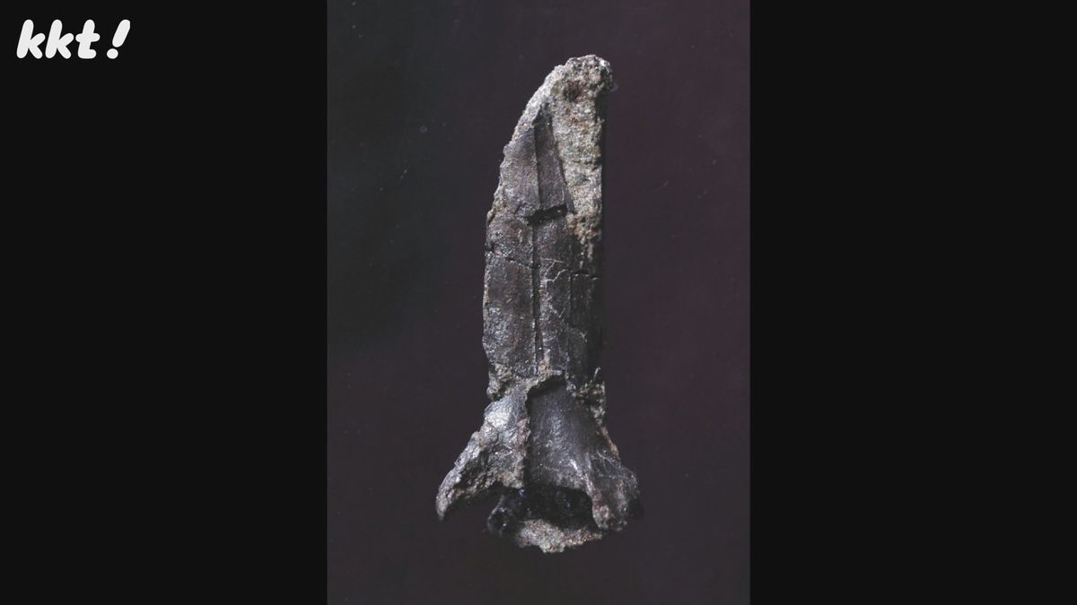 御船町で発見された化石