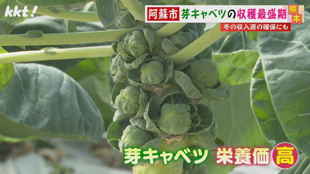 ｢くせになる味｣阿蘇市で芽キャベツの収穫が最盛期