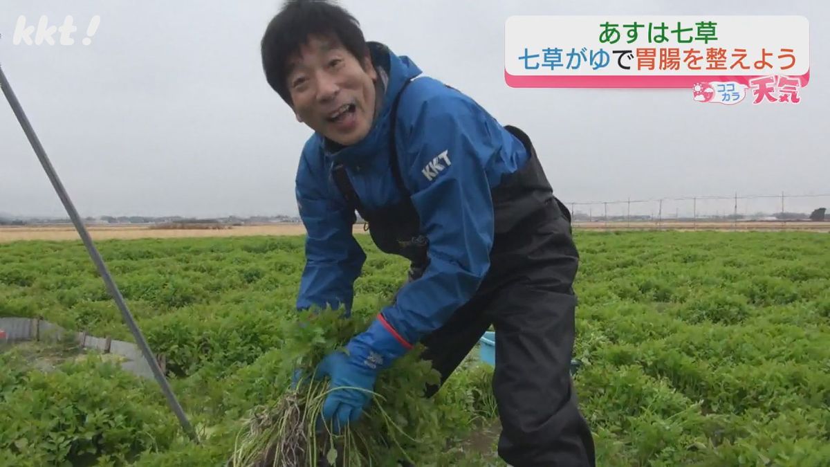 【北島茂のココカラ天気】1/6(月) 水前寺セリの収穫（熊本市）