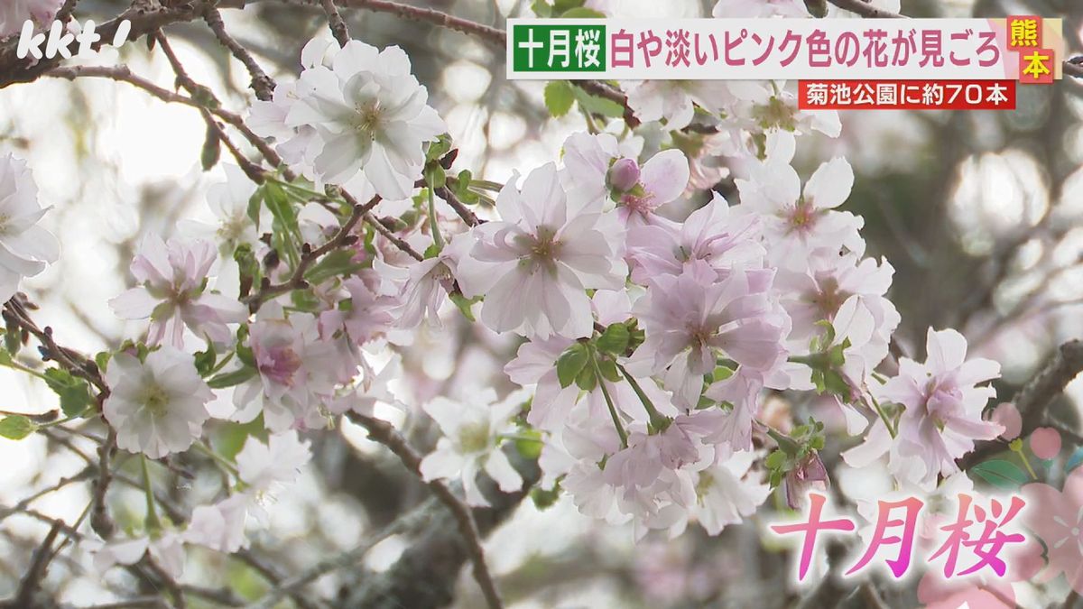 【秋本番】今季一番の冷え込みで手袋する人も 秋に花を咲かせる｢十月桜｣が見頃