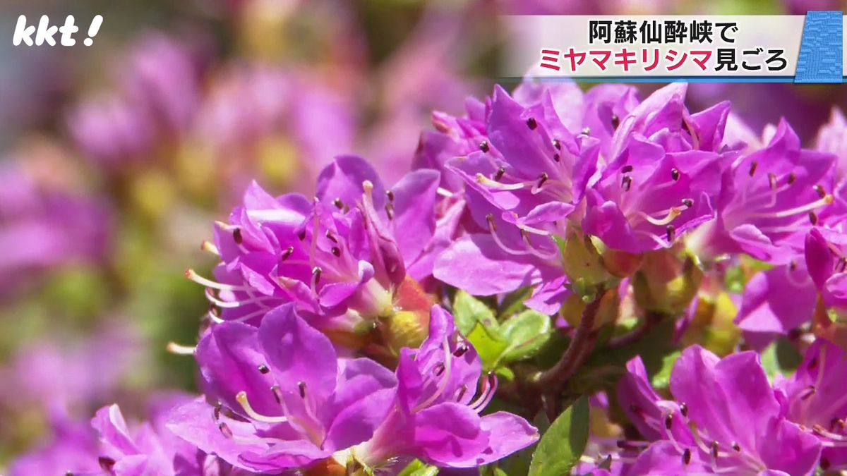 阿蘇仙酔峡で初夏の花ミヤマキリシマ5万株が見ごろ 　