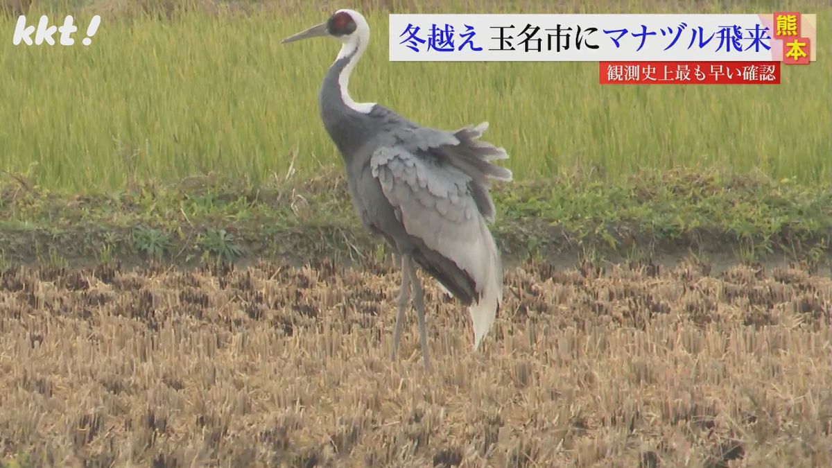 観測史上最も早く絶滅危惧種のマナヅルの飛来確認 玉名市