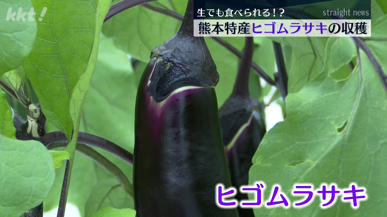 熊本のナスってこんなに大きいの！？生でも食べられる「ヒゴムラサキ