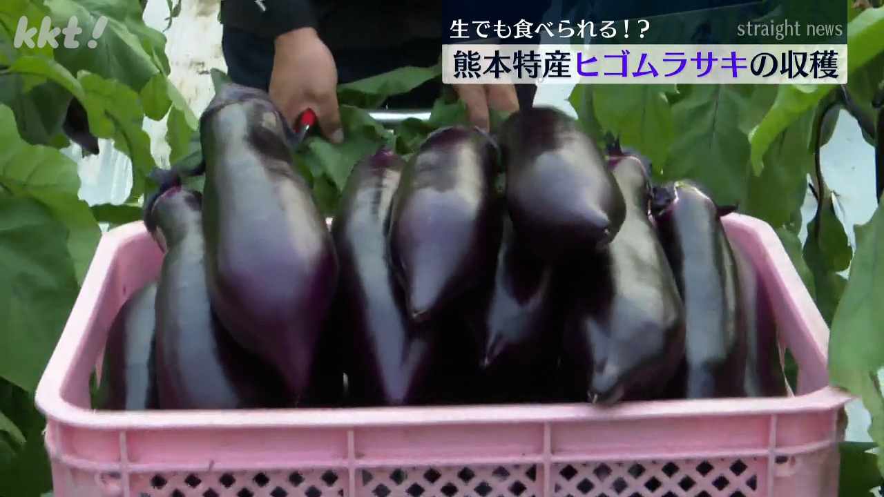 熊本のナスってこんなに大きいの！？生でも食べられる「ヒゴムラサキ
