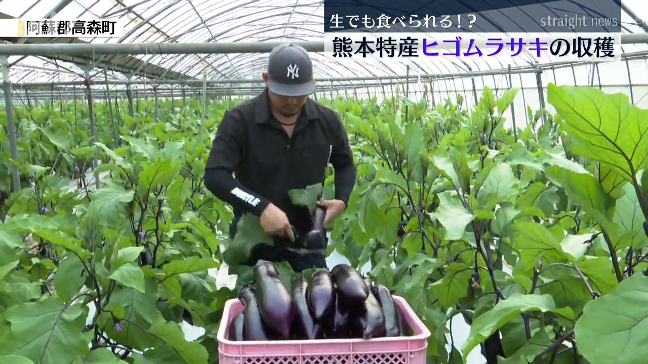 熊本のナスってこんなに大きいの！？生でも食べられる「ヒゴムラサキ