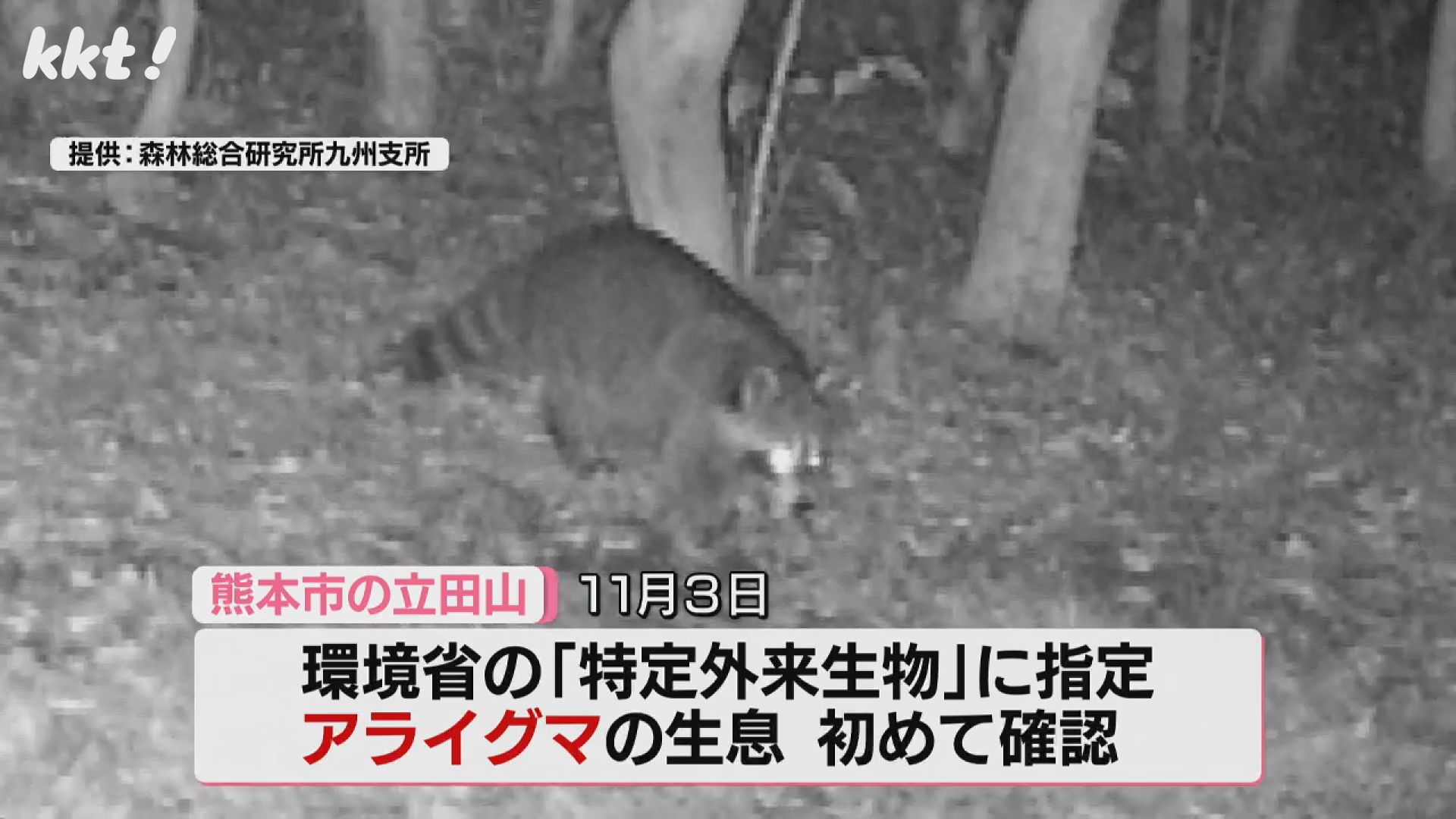 アライグマ】立田山で初確認受け熊本市が生息状況調査 近くには国指定