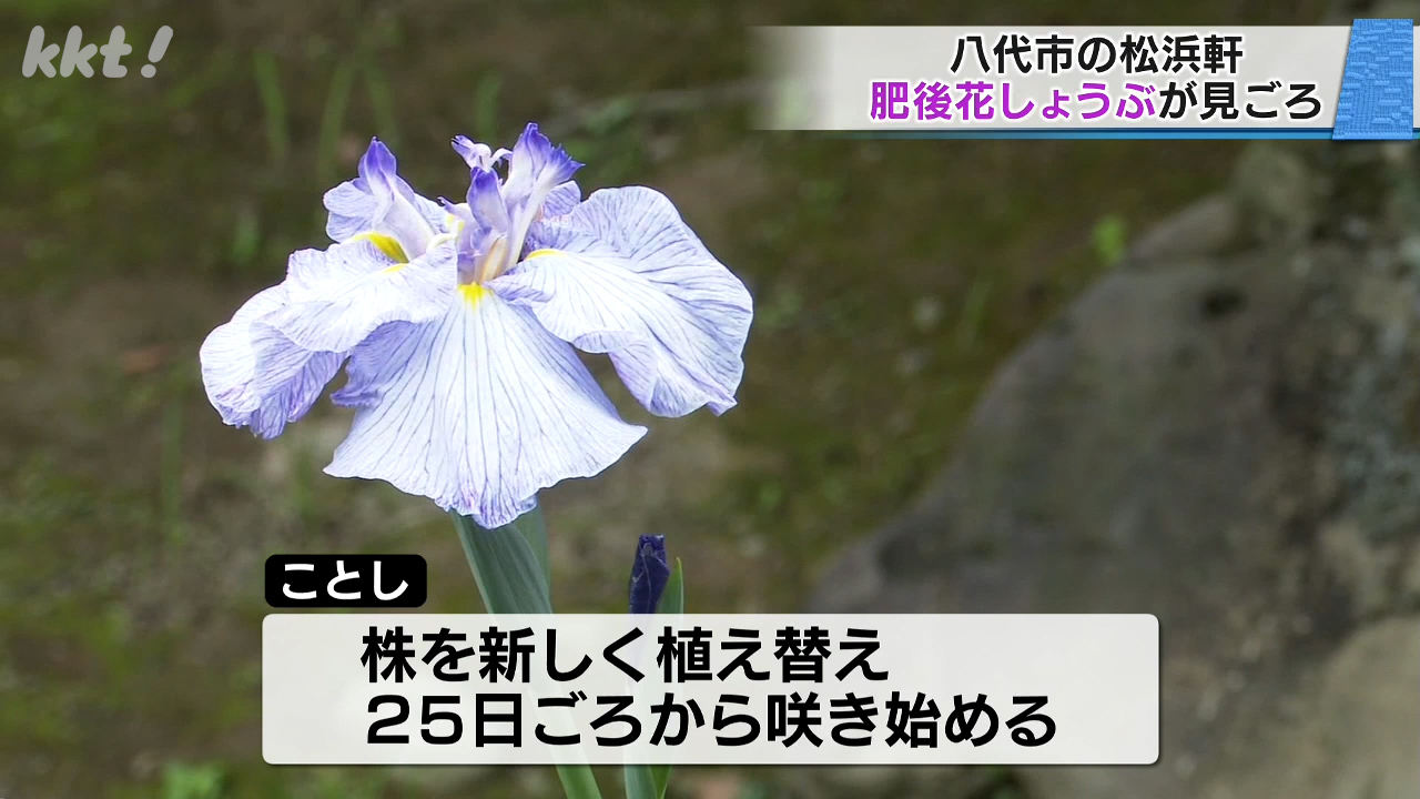 国指定名勝・松浜軒で肥後六花の一つ｢肥後花しょうぶ｣が見頃（2025年5