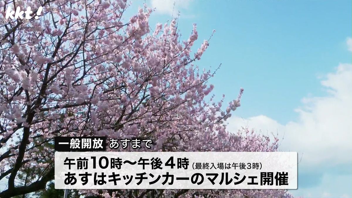 一般開放+マルシェも 菊陽町の企業敷地で｢春めき桜｣120本が見頃