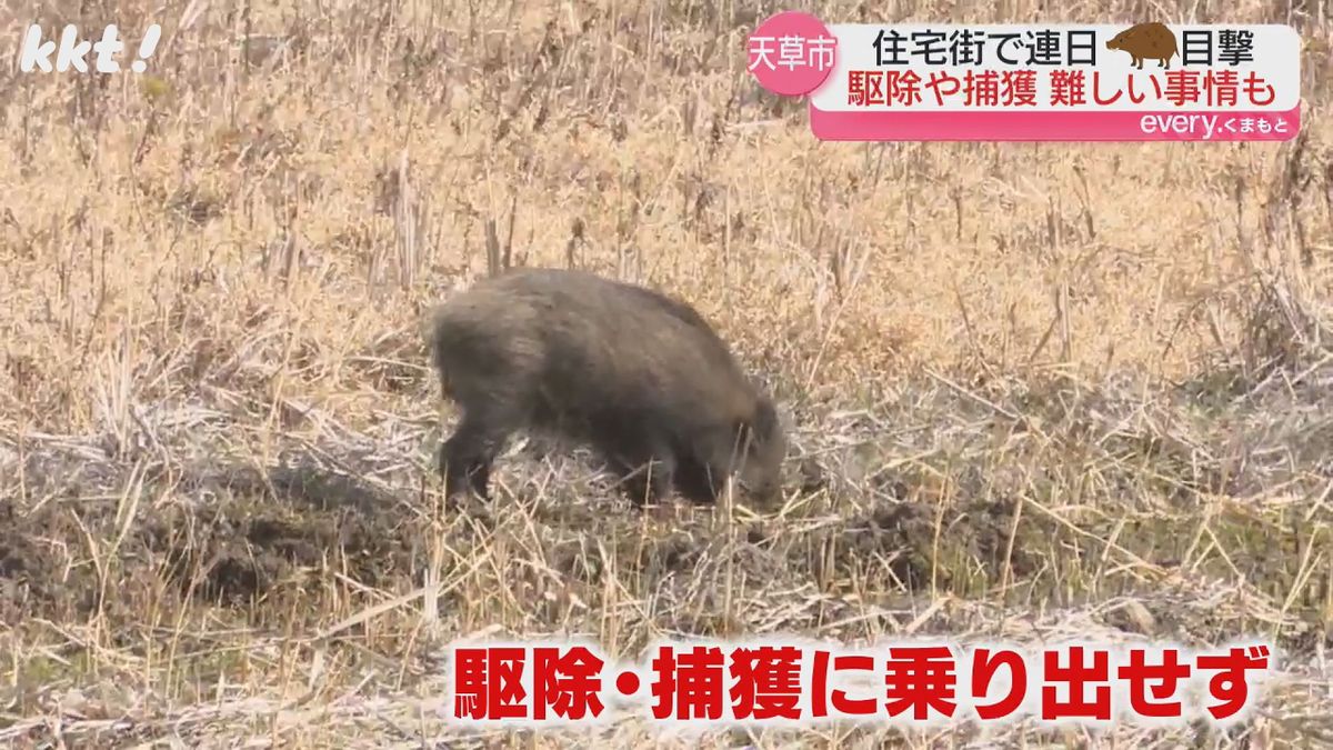 保育園の隣接地に現れたイノシシ(18日撮影)