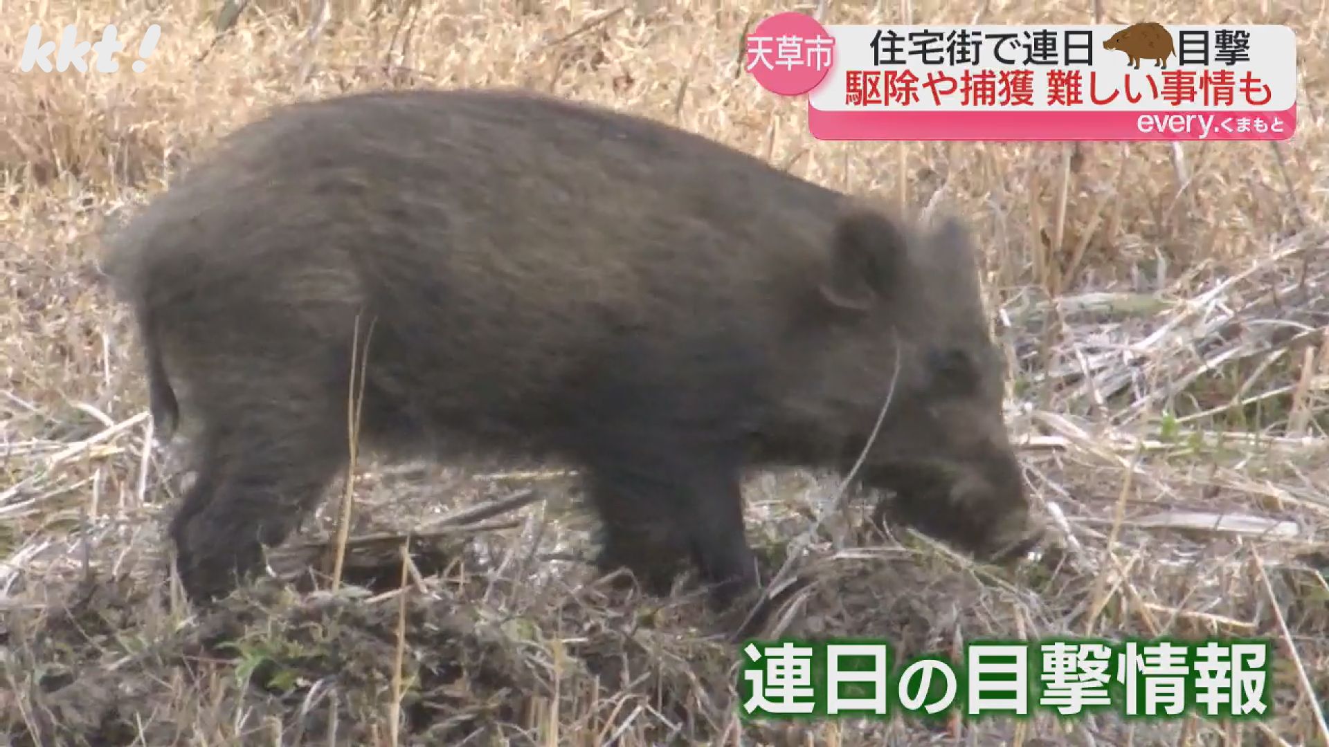 流木のイノシシ 姿をとらえた】住宅街の保育園隣接地に連日イノシシ出没 すぐに駆除や