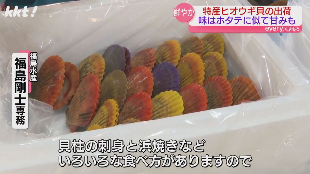 貝殻は色鮮やか 味はホタテに似て甘み 特産ヒオウギガイの出荷が本格化 天草市苓北町