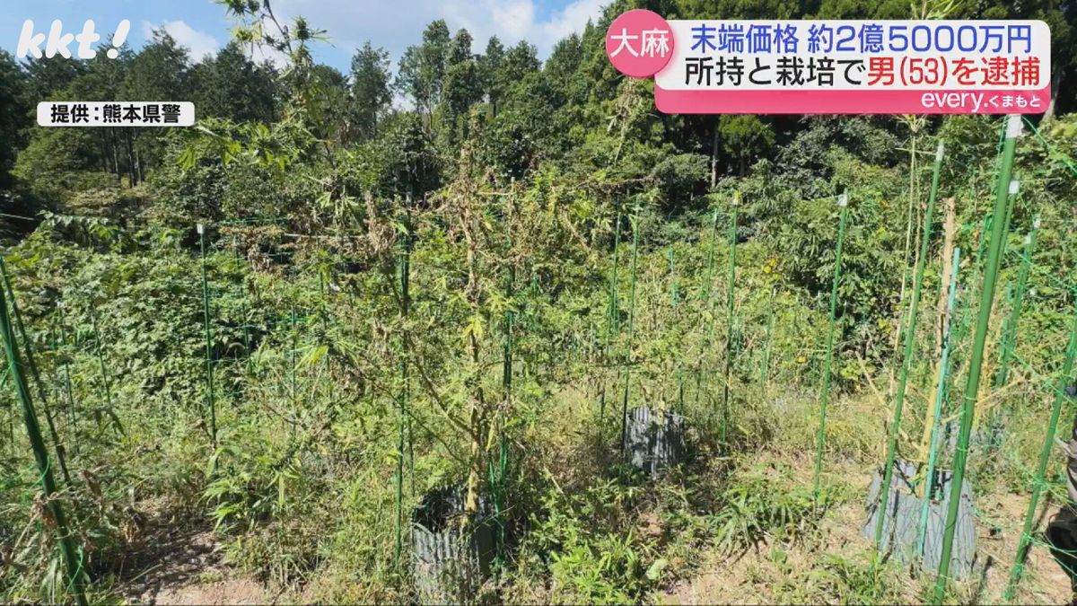 栽培された大麻草(熊本県警提供)