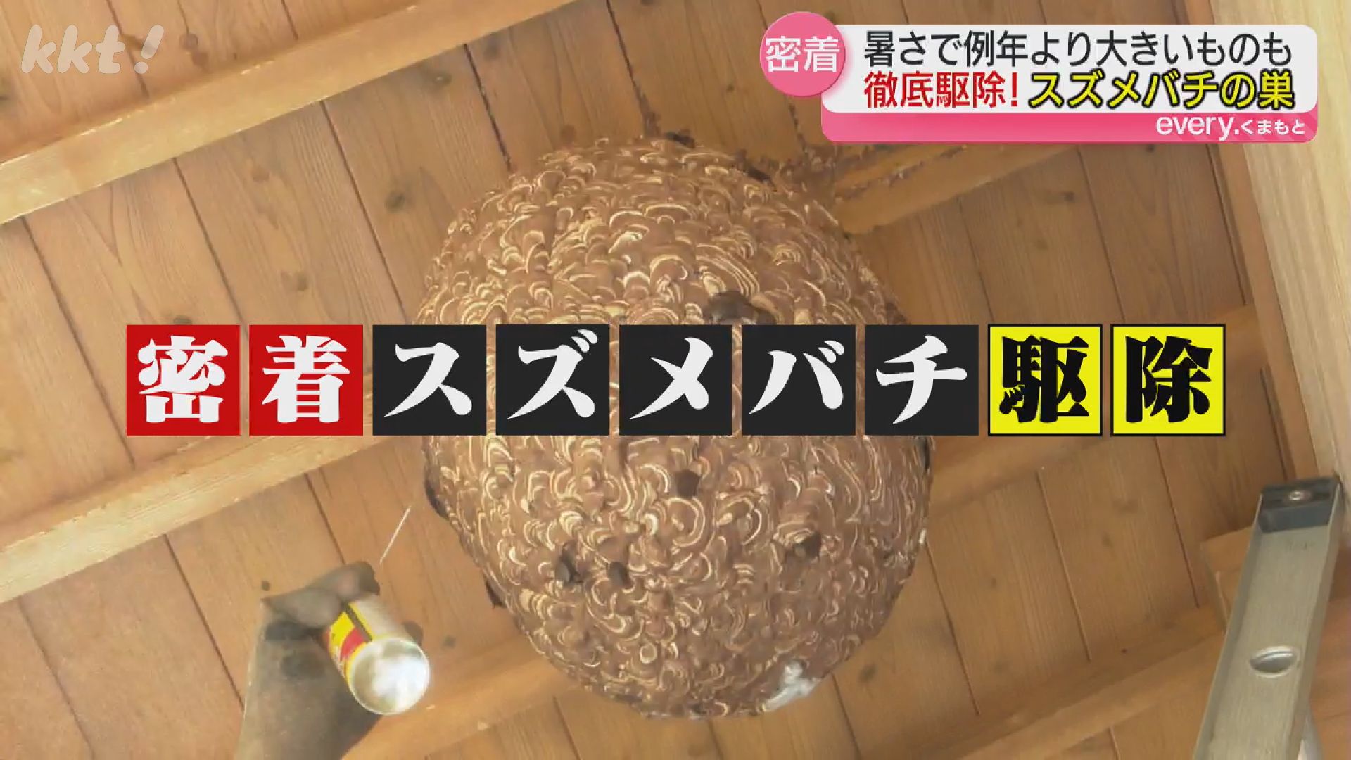 【⚠️近日処分】特大 スズメバチの巣　特注ガラスケース入り　希少　縁起物 開運 商売繁盛 子孫繁栄 魔除け 天然 雀蜂 蜂の巣 希少性◎】30年以上前のオオスズメバチの巣標本 ガラスケース入り