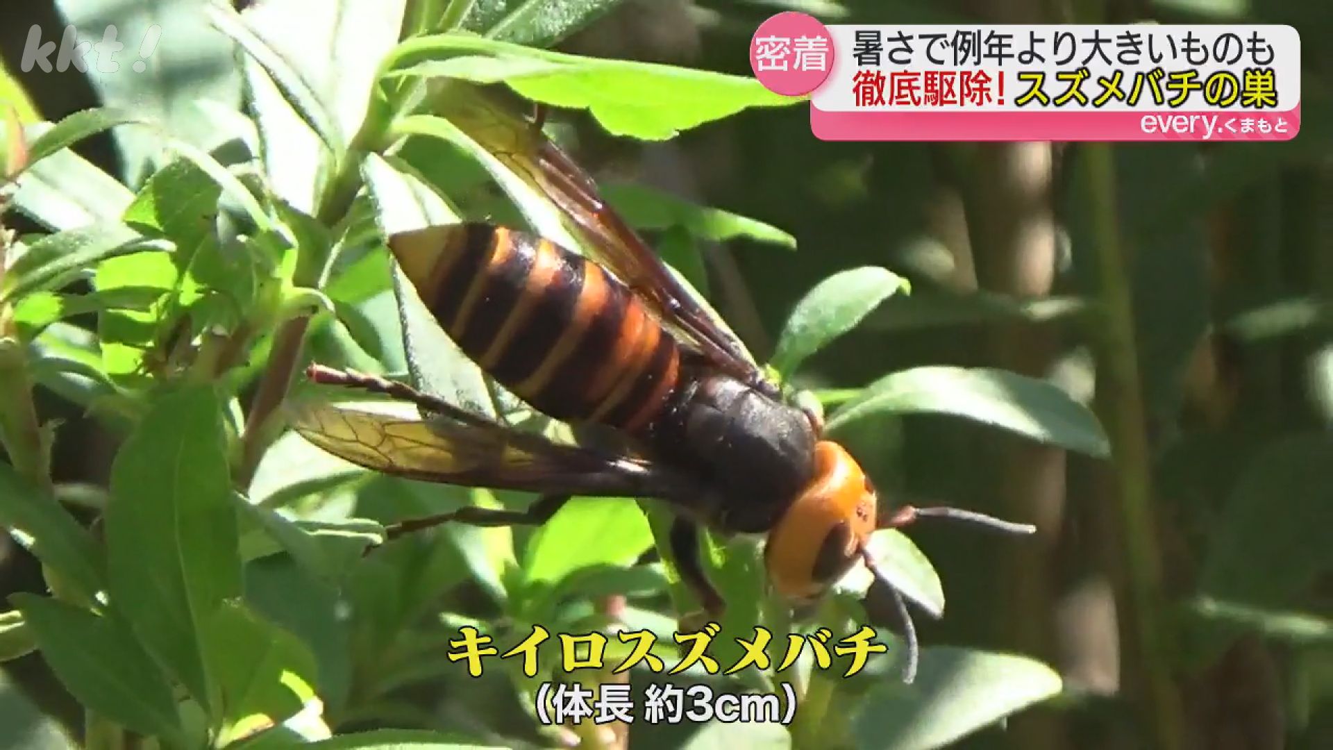 スズメバチの巣売ります！ 蜂の巣は売ることができる？売れるポイントとは？ - 名古屋市の蜂の巣
