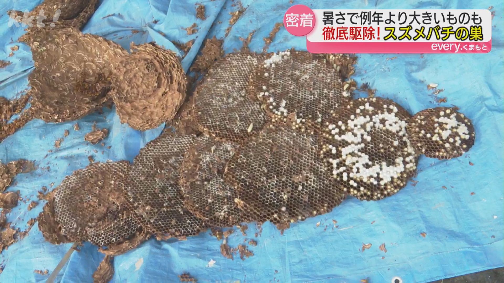 ことしは“暑さ”で巣が大きい!? スズメバチの巣の撤去に密着（2025年11