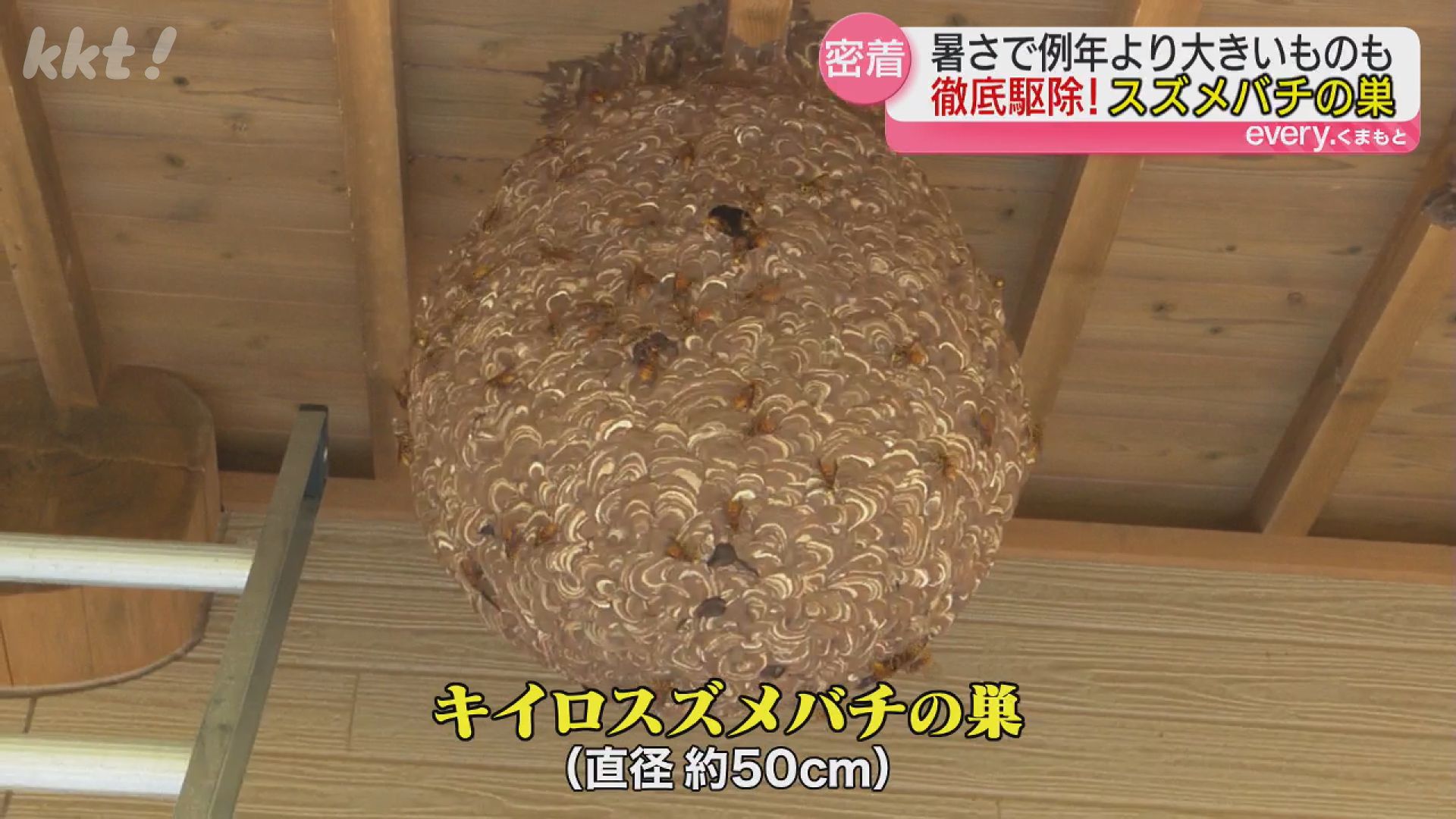 ことしは“暑さ”で巣が大きい!? スズメバチの巣の撤去に密着（2025年11