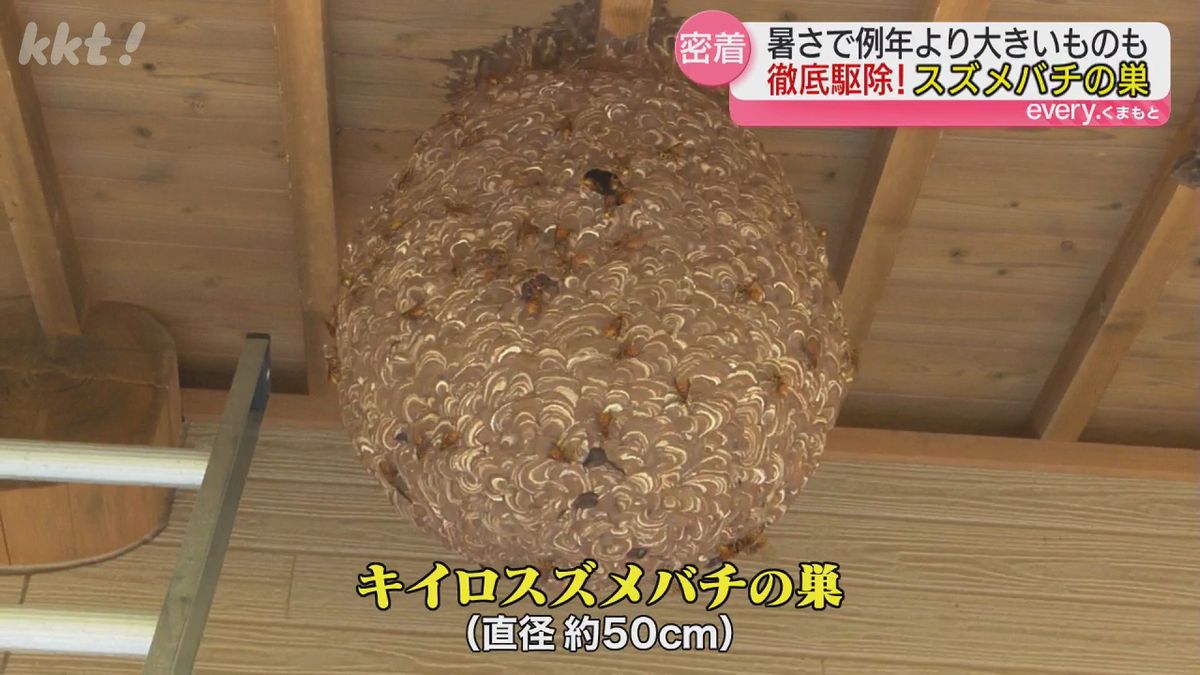 ことしは“暑さ”で巣が大きい!? スズメバチの巣の撤去に密着（2025年11 
