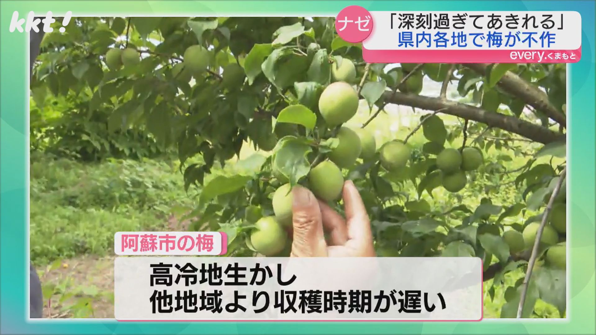 静岡県産 小梅 10キロ 13〜15日収穫発送予定。 小梅｜和歌山の小梅｜紀州産小梅