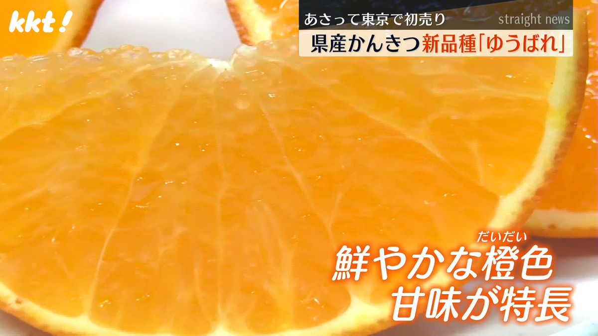 酸味が少なく甘い 熊本産柑橘の新品種｢ゆうばれ｣ 東京での初売り前に選果作業