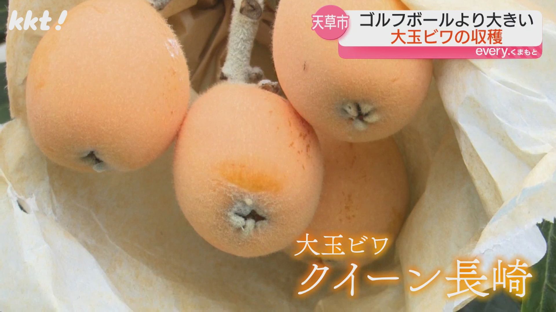 無農薬　天草産露地枇杷 bc0bd7a112e3a6da9e79448c52c18b
