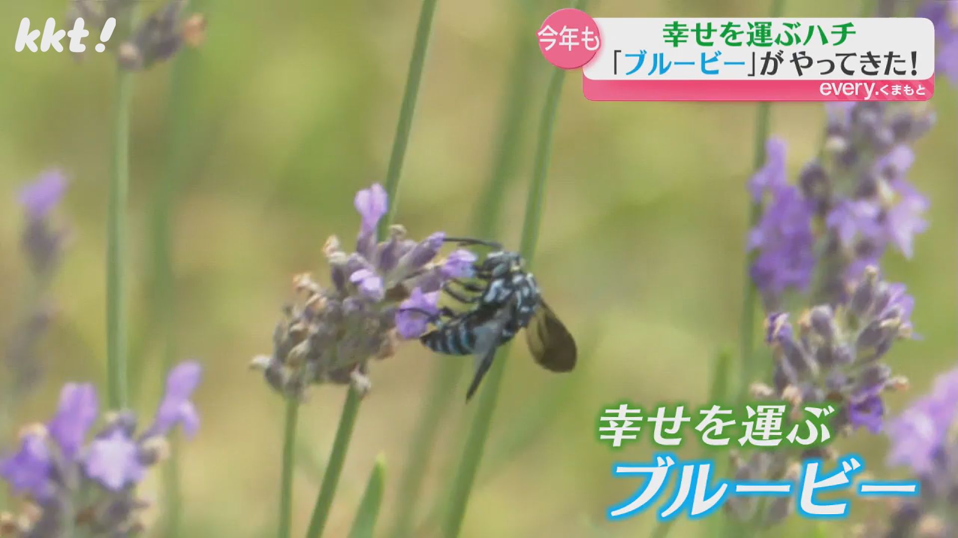 幸せ運ぶ「青いハチ」今年も南阿蘇村に！（2025年7月30日掲載）｜KKT