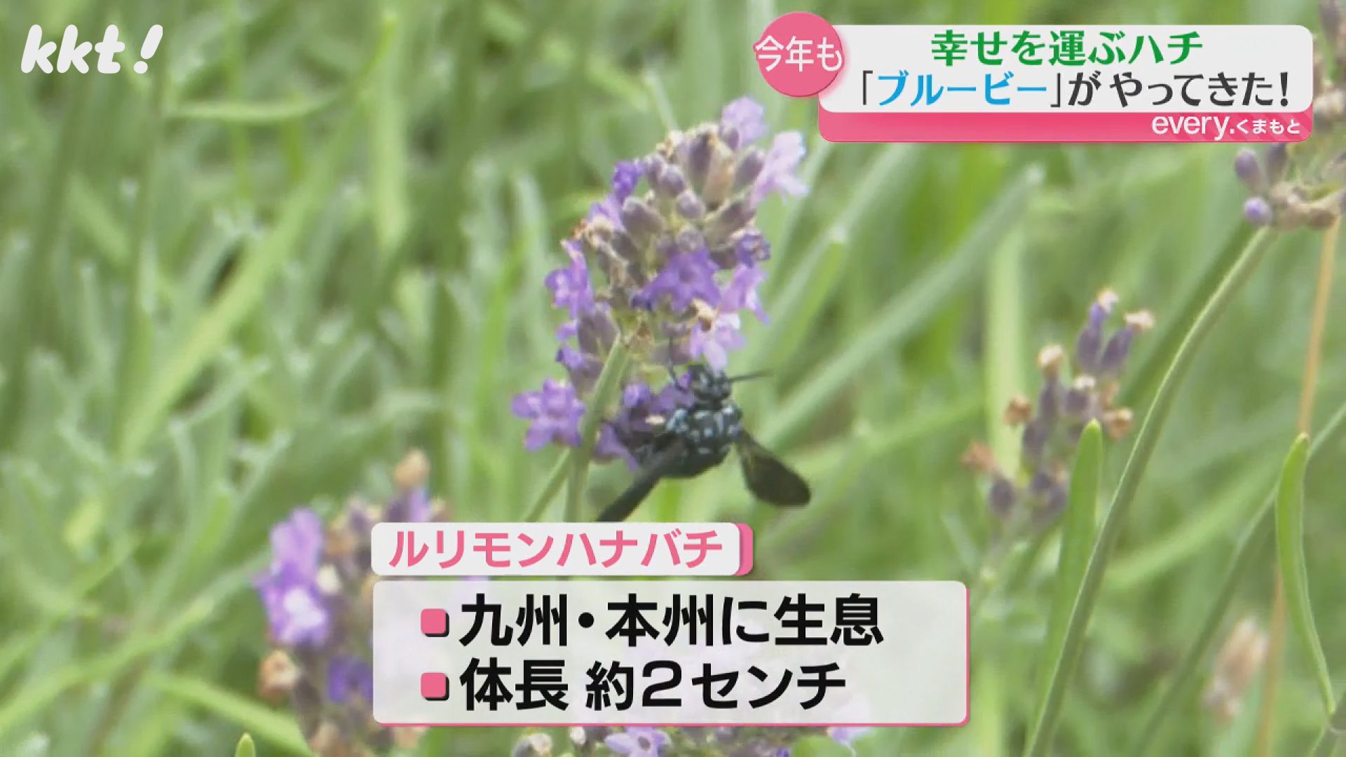 幸せ運ぶ「青いハチ」今年も南阿蘇村に！（2025年7月30日掲載）｜KKT