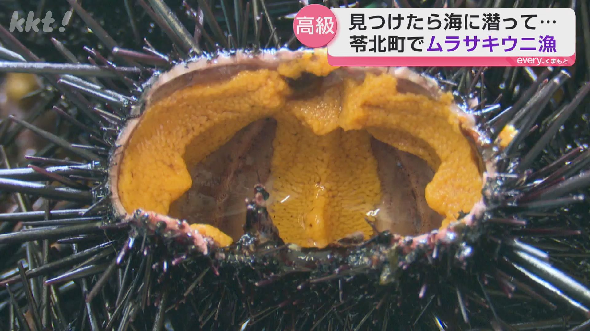 濃くて甘みあり!高級食材「ムラサキウニ」の素潜り漁（2026年3月26日
