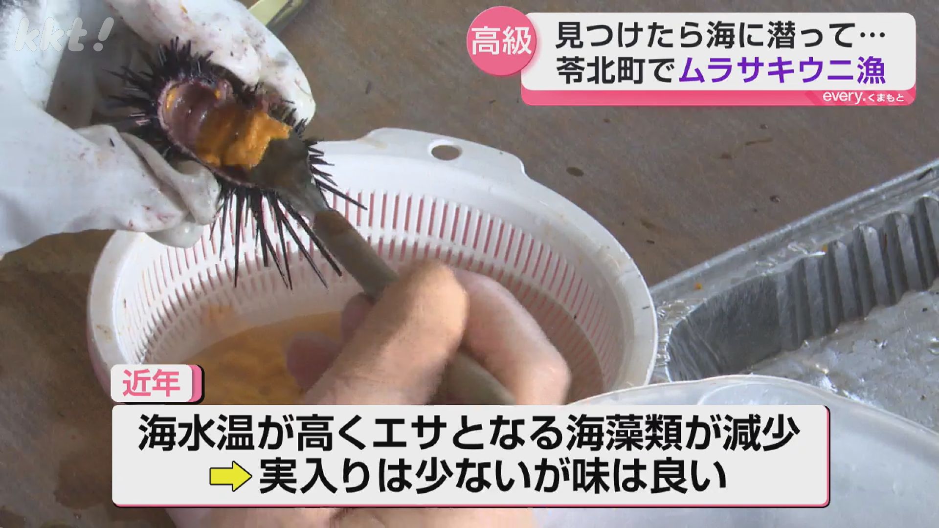 濃くて甘みあり!高級食材「ムラサキウニ」の素潜り漁（2026年3月26日