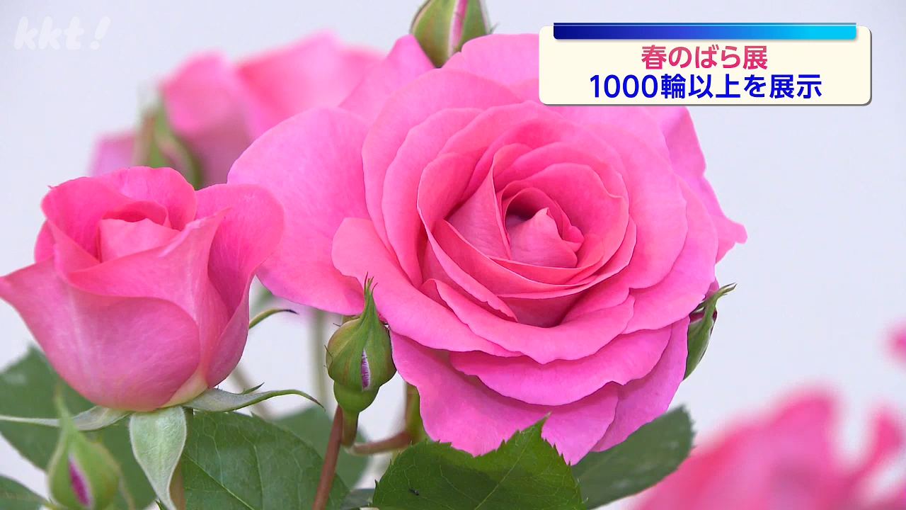 熊本ばら会の会員が育てた1000輪以上を展示 鶴屋百貨店「春のばら展