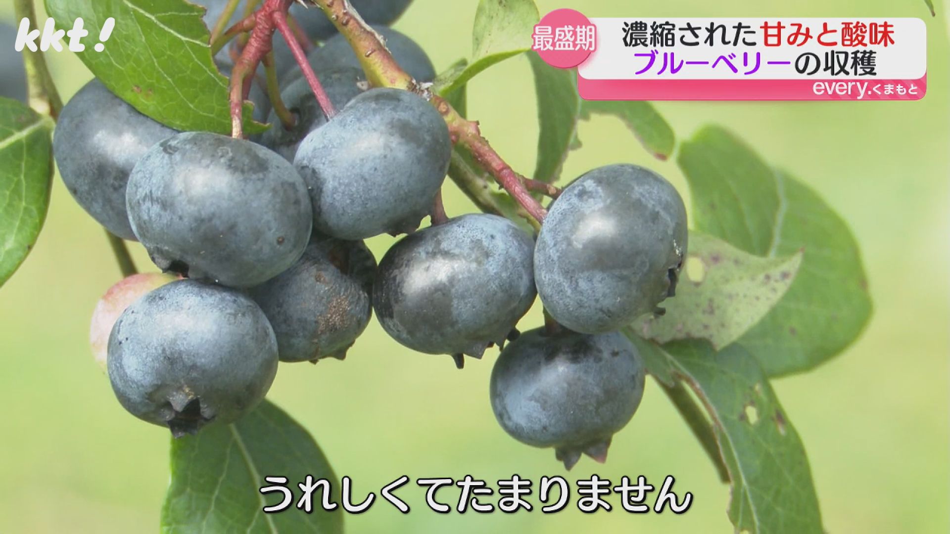 濃縮された甘みと酸味」特産のブルーベリー収穫最盛期 山都町（2025年7