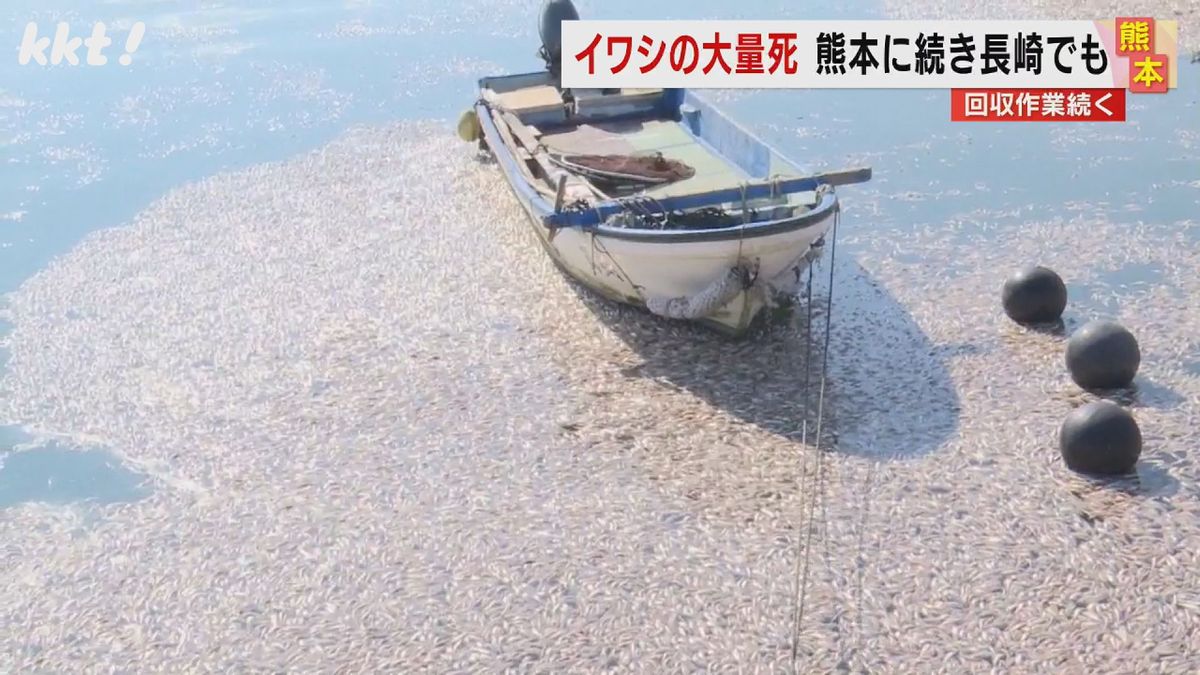 漁港覆う大量死のイワシ 周辺で例年になく大型魚が水揚げ 漁港に逃げたイワシが行き場失ったか