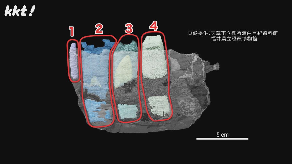 CT画像から復元した左歯骨の内部