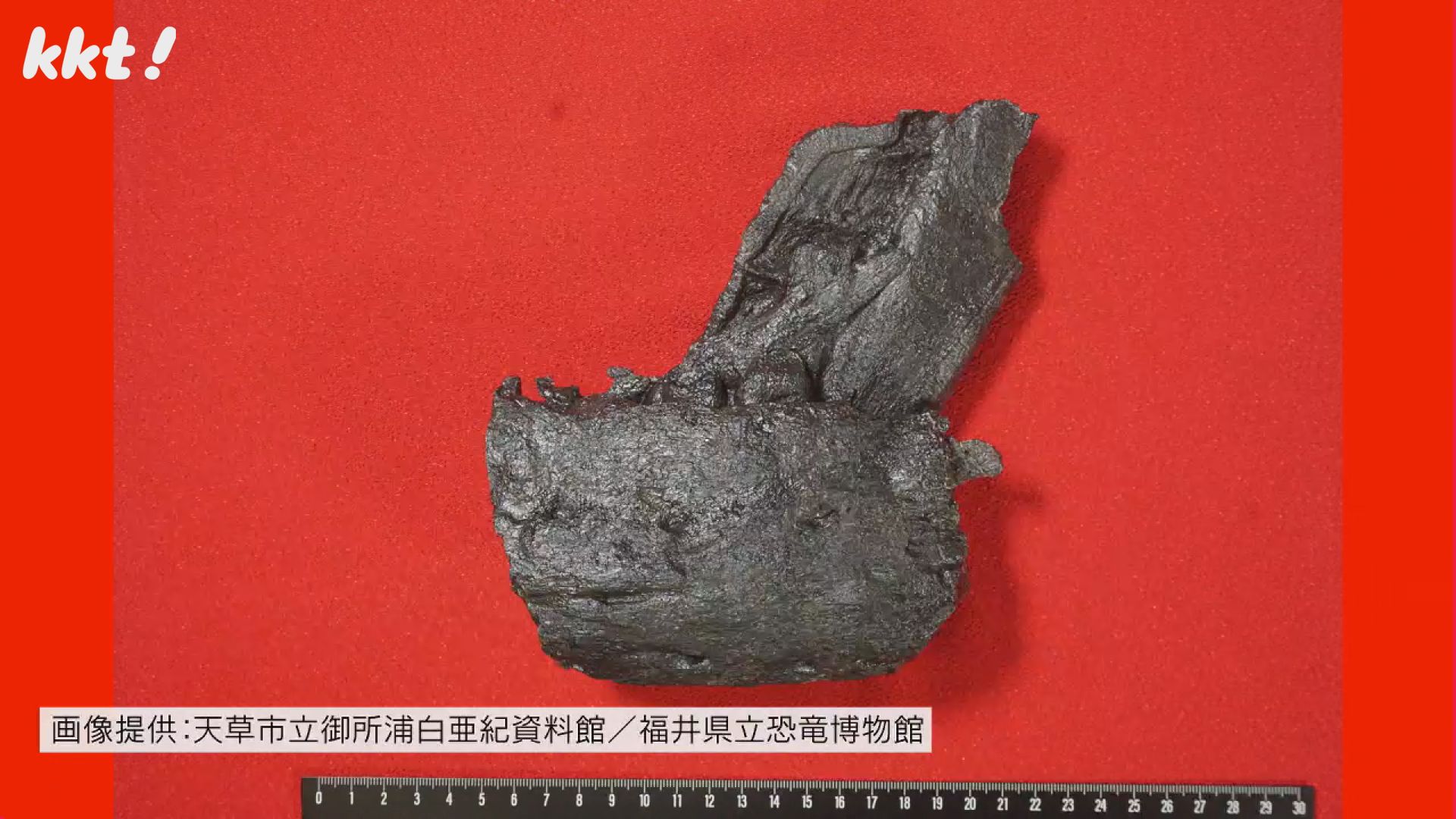 国内初発見】ティラノサウルス科の恐竜 下あごの骨の化石を発見 天草の