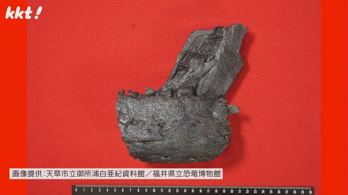 【国内初発見】ティラノサウルス科の恐竜 下あごの骨の化石を発見 天草の苓北町