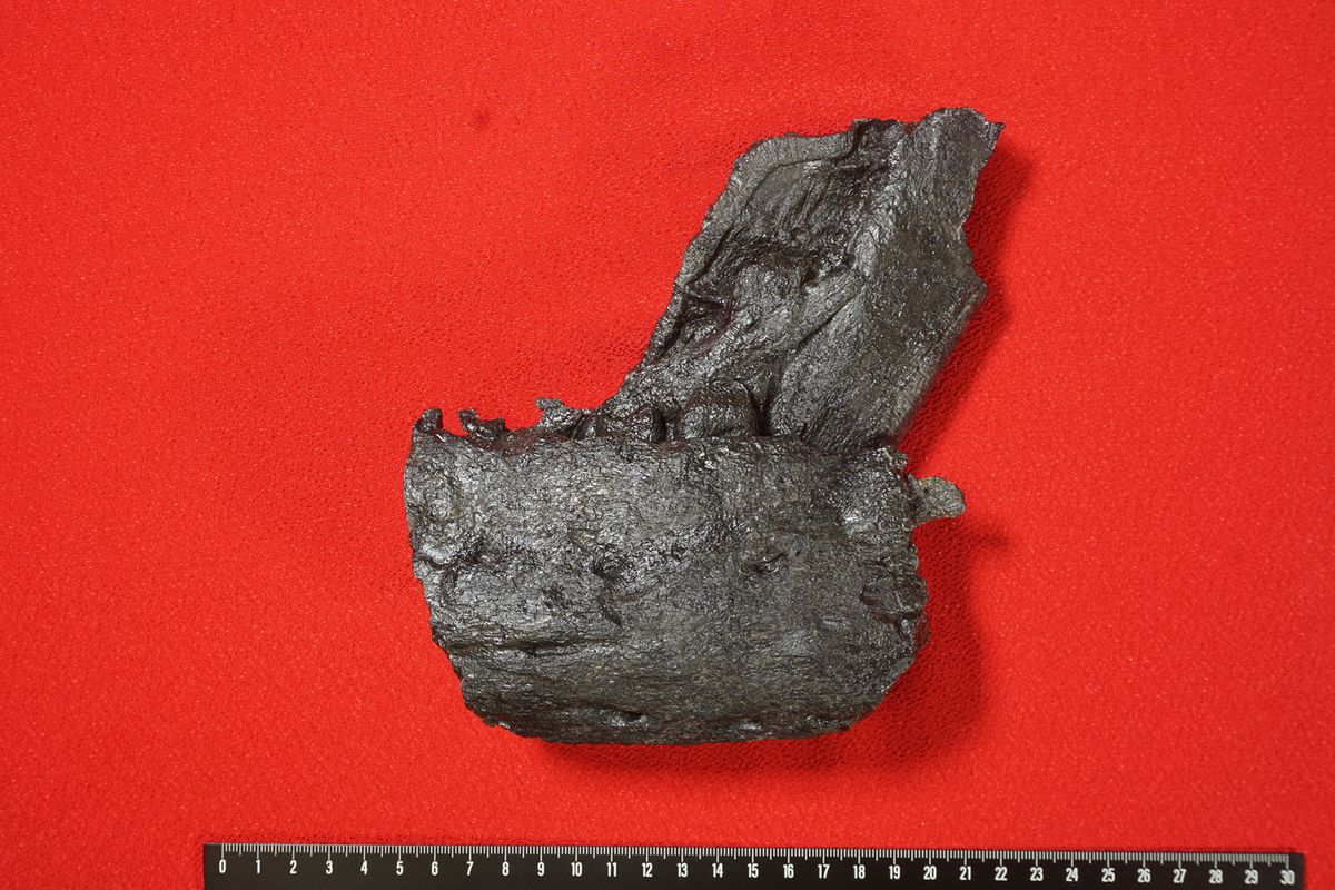 発見されたティラノサウルス科の下顎骨化石