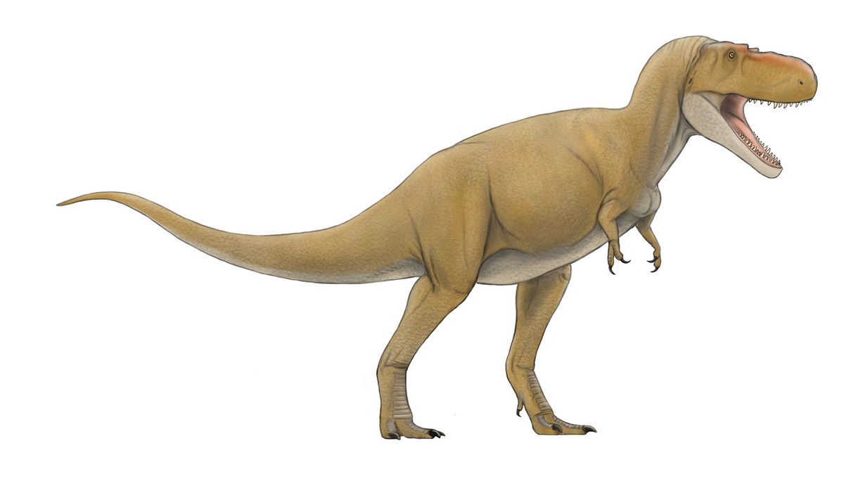 ティラノサウルス科の獣脚類　画：徳川広和