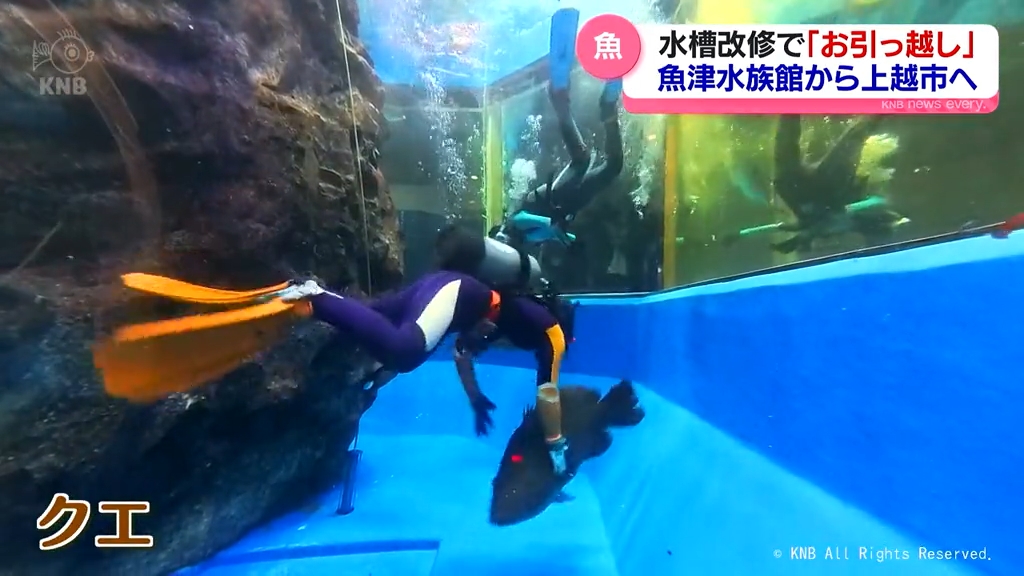 引っ越し】魚津水族館の改修前に 大水槽の魚が新潟へ（2025年1月23日