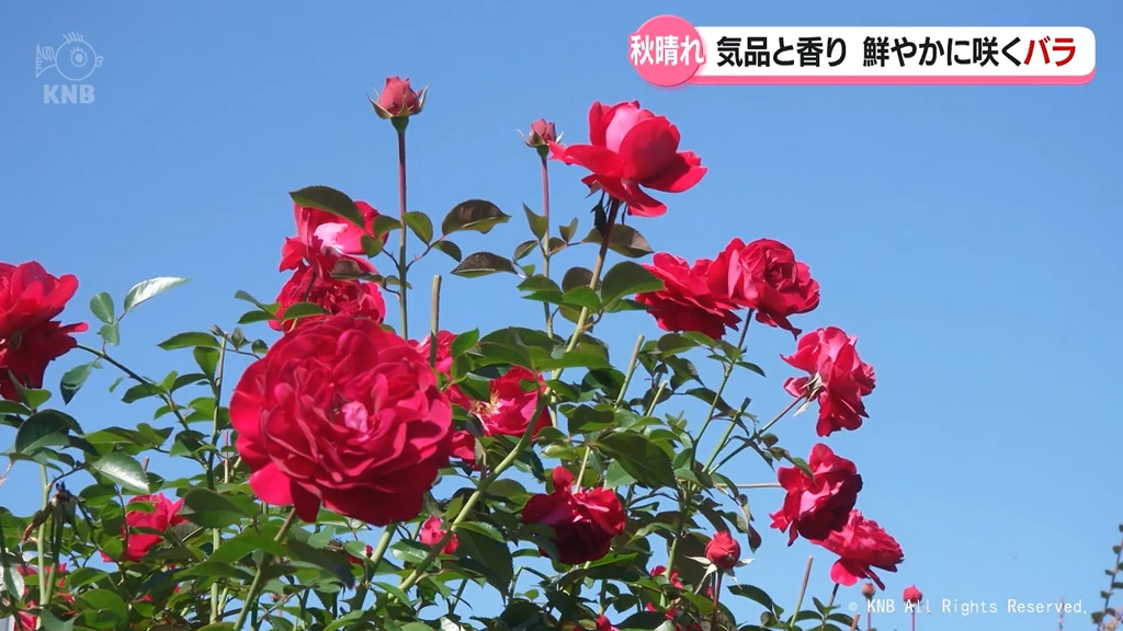 気品と香り　高岡で鮮やかにバラ見頃