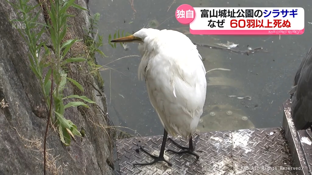 独自】なぜ？富山城址公園で多くのシラサギが死んだ状態で見つかる