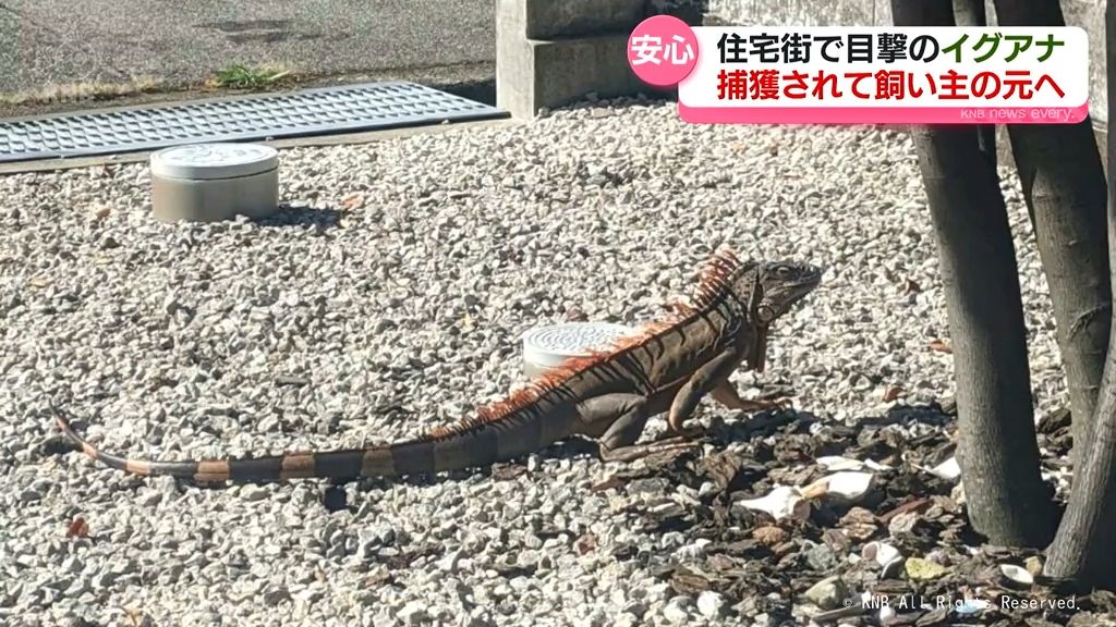 富山市で目撃のイグアナ　捕獲され飼い主の元へ