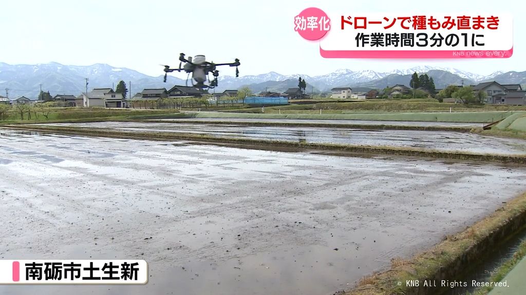 コメ作りの効率化へ　ドローンで種もみ直まき　南砺市の田んぼで実施