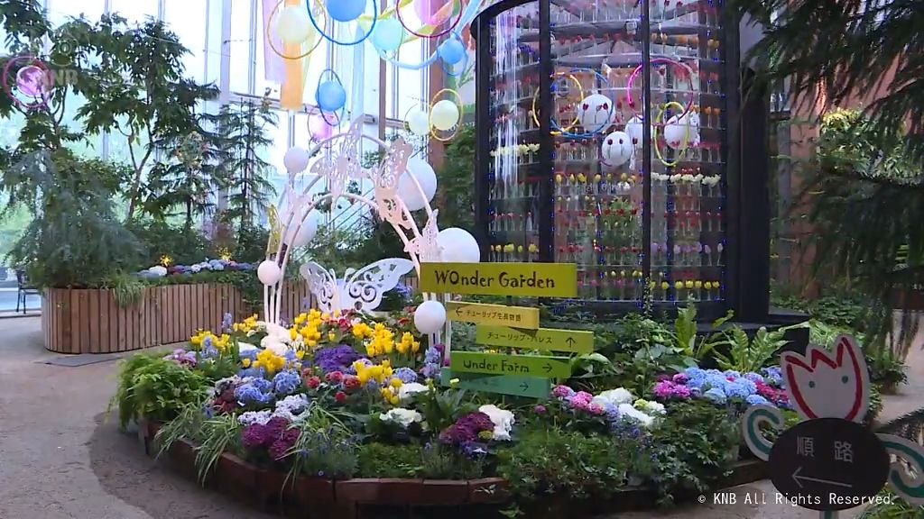 初夏の花アジサイとチューリップ展示　砺波市チューリップ四季彩館
