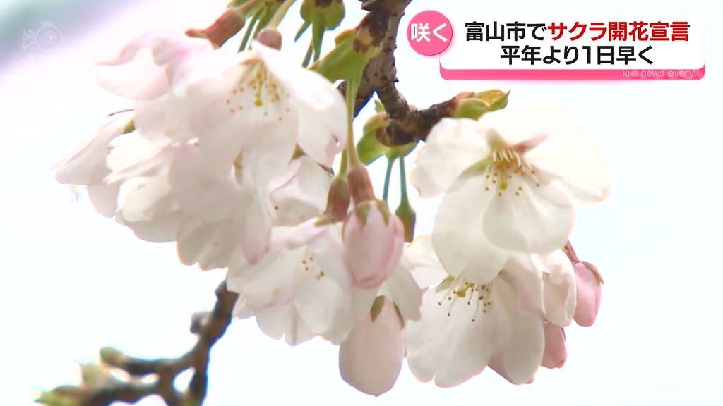 お待たせ！富山市でサクラの開花宣言　平年より1日早く