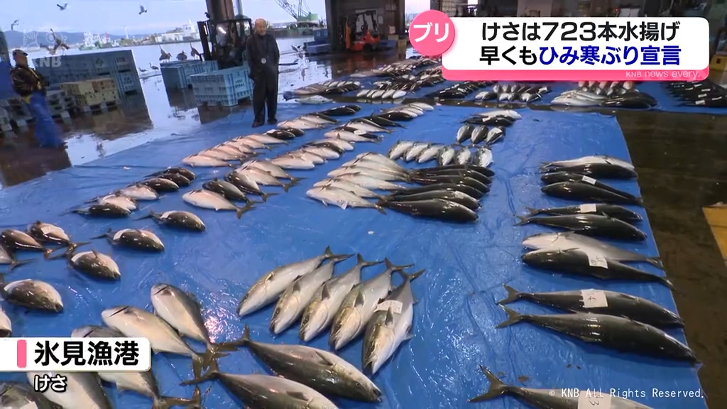 ８月４日 水揚げ 養殖ぶり片身 8月4日 水揚げ 養殖ぶり片身