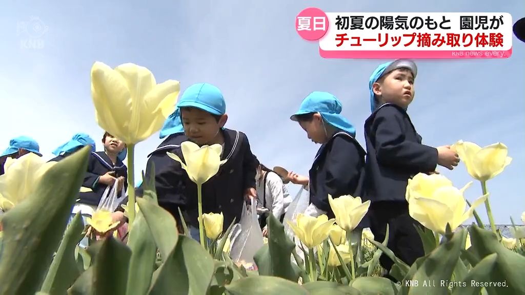 滑川市で園児がチューリップの花摘み取り体験